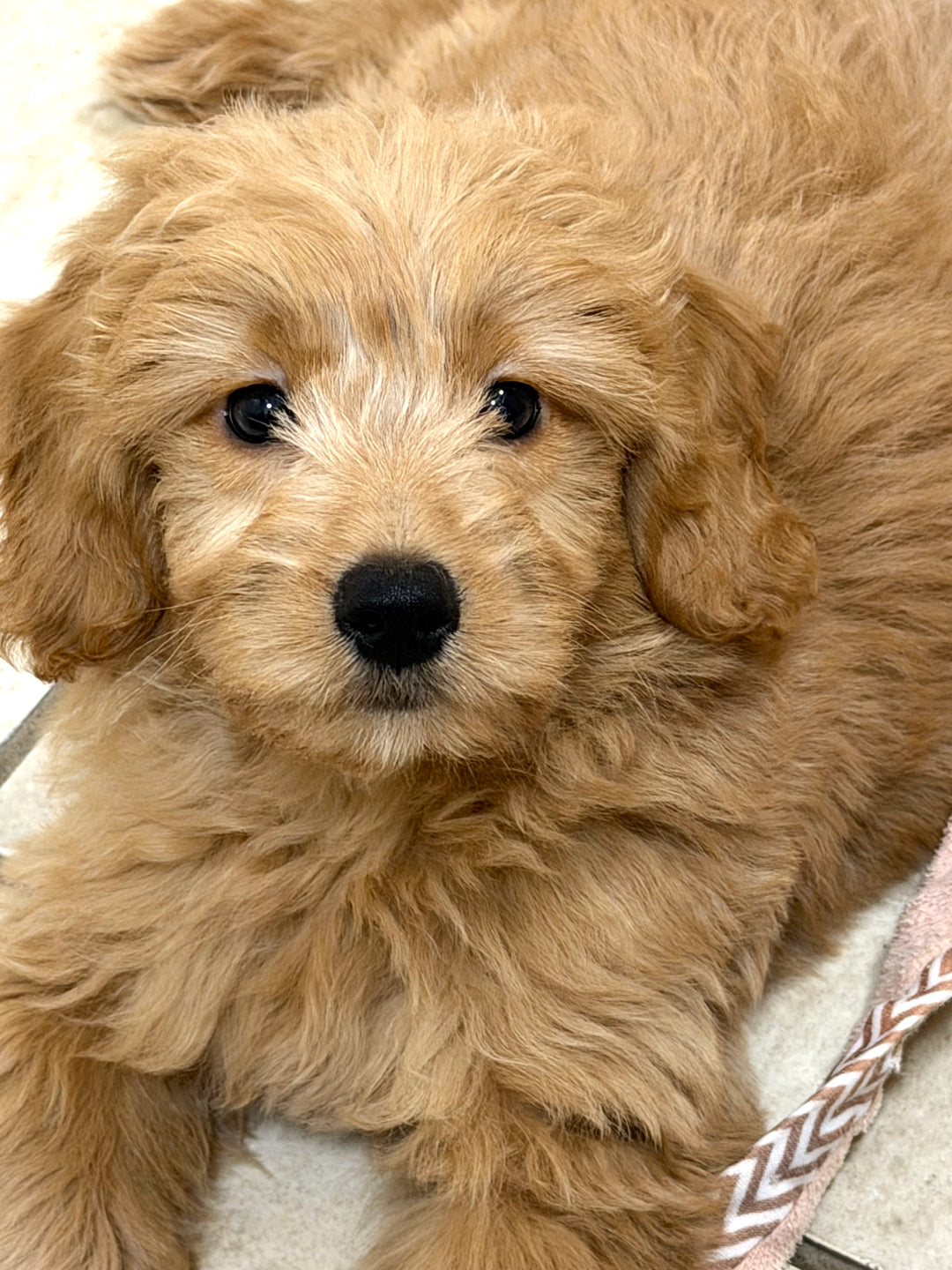 Miniature Goldendoodle - 6178