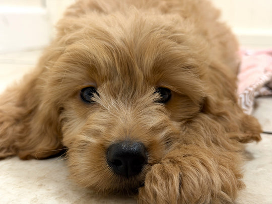 Miniature Goldendoodle - 6178