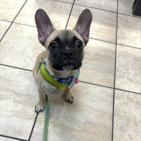 French Bulldog - 2048