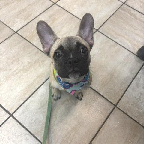 French Bulldog - 2048