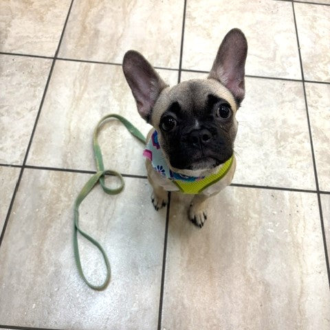 French Bulldog - 2048