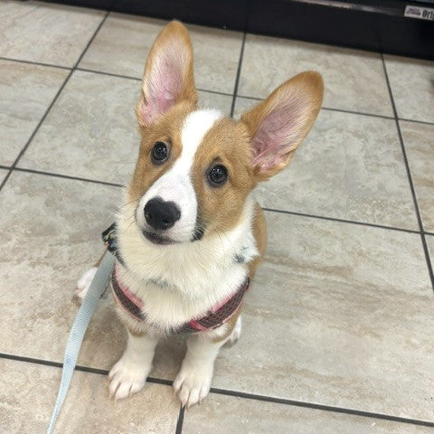 Pembroke Welsh Corgi - 3462