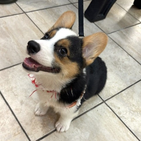 Pembroke Welsh Corgi - 3310