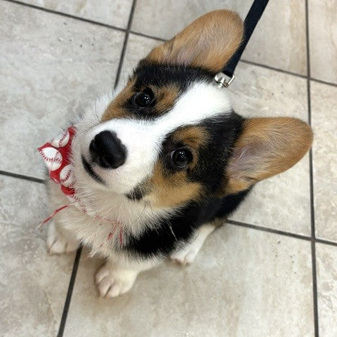 Pembroke Welsh Corgi - 3310