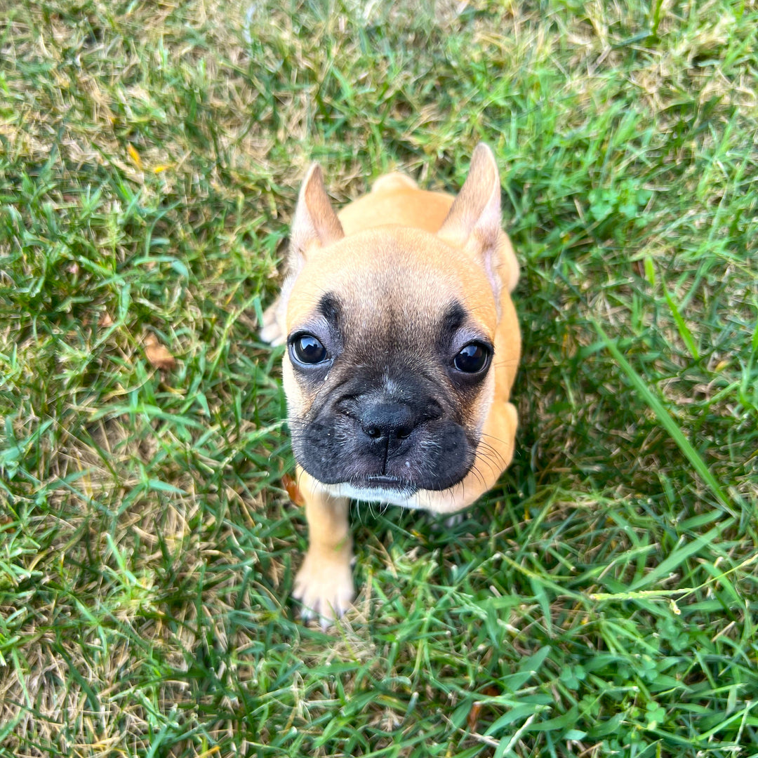 French Bulldog - 9010