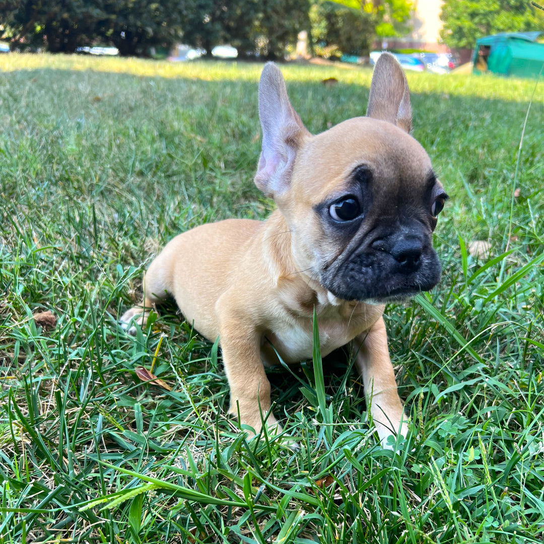 French Bulldog - 9010