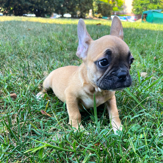 French Bulldog - 9010