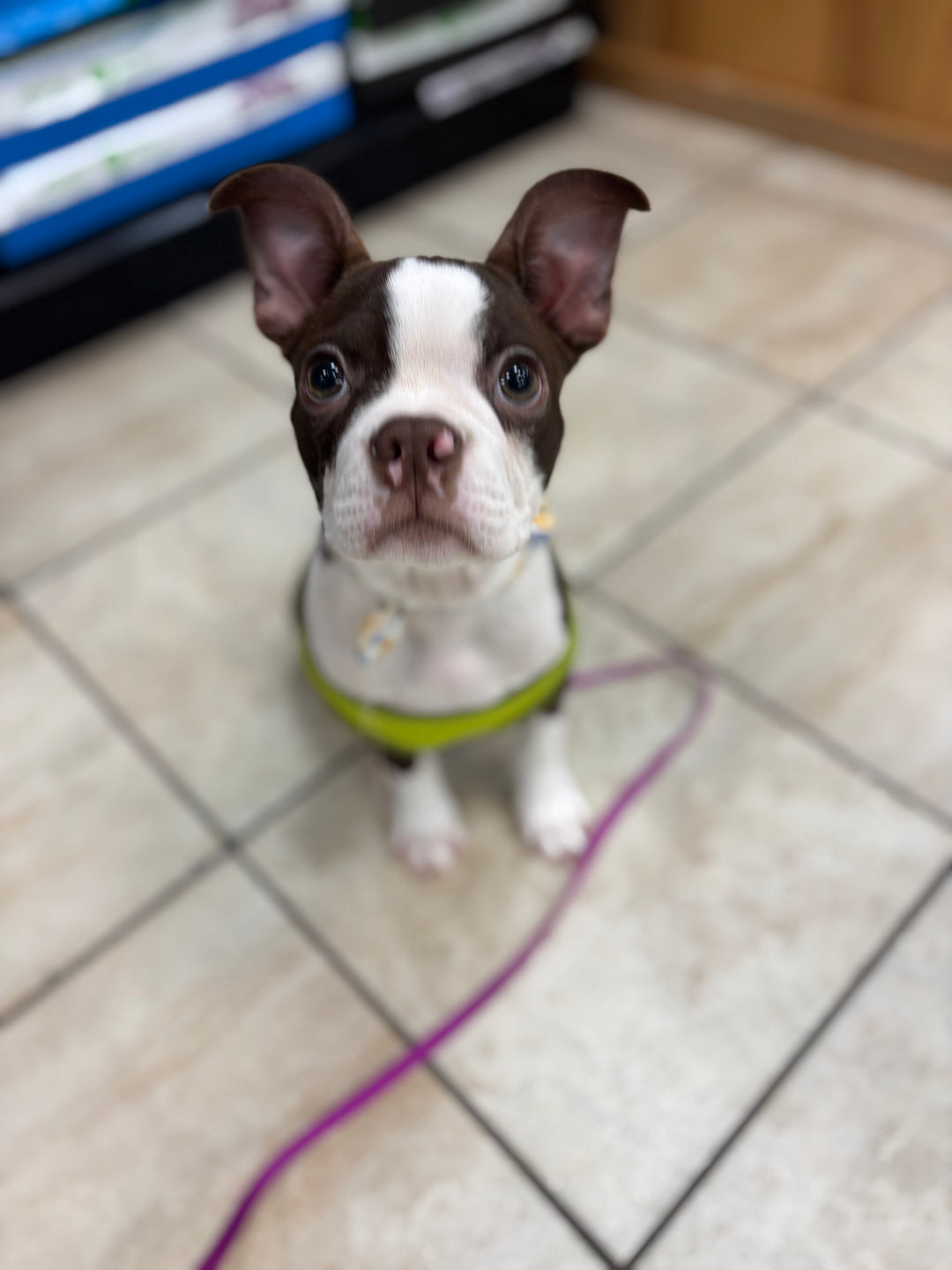 Boston Terrier - 5344