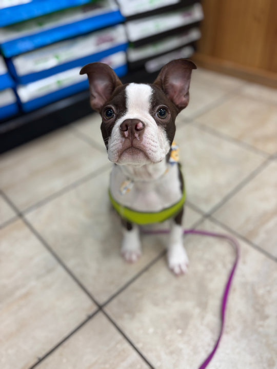Boston Terrier - 5344