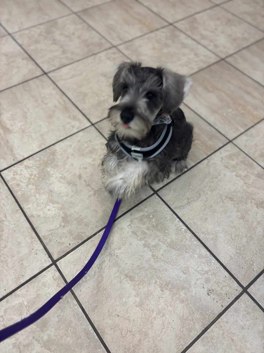 Miniature Schnauzer - 4788