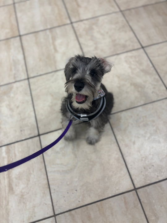 Miniature Schnauzer - 4788
