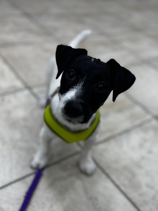 Jack Russell - 5611