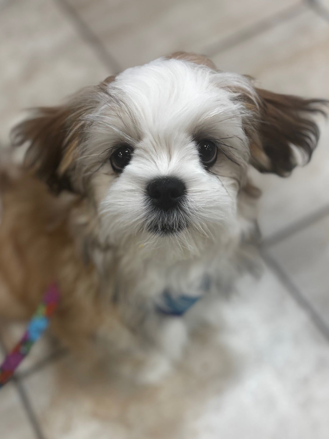 Lhasa Apso - 2814