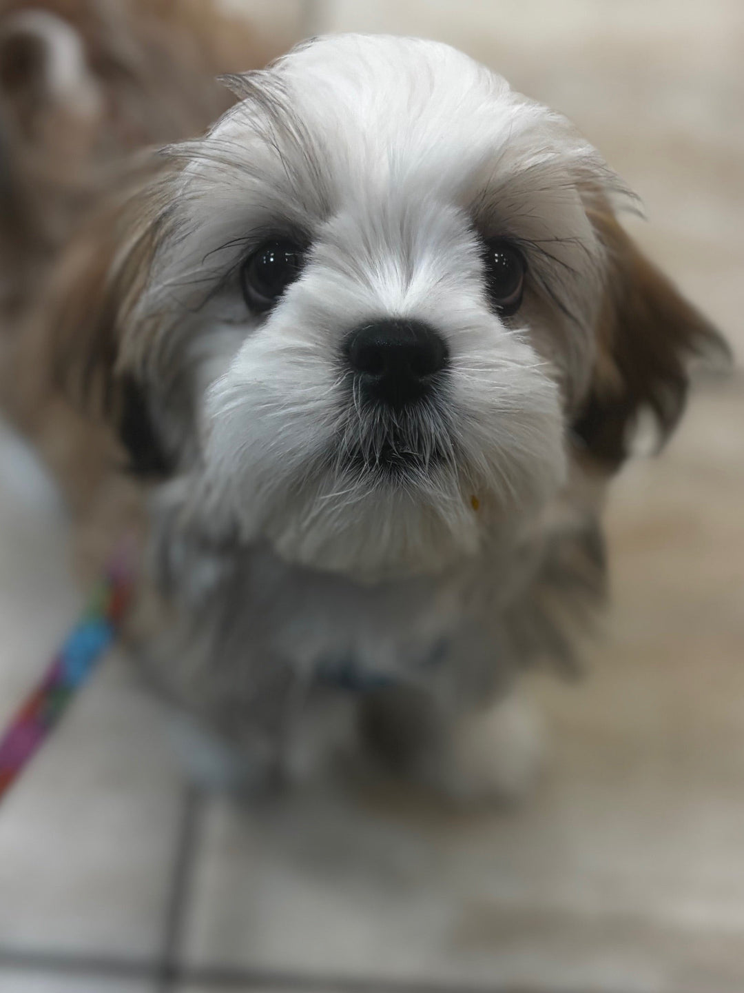 Lhasa Apso - 2814