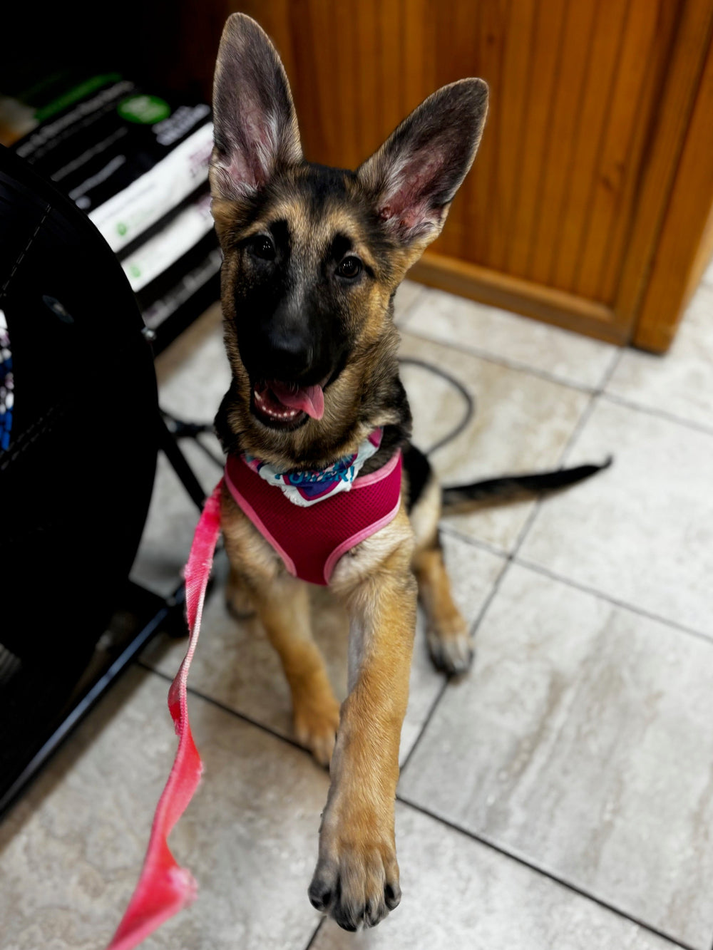 German Shepherd - 5704