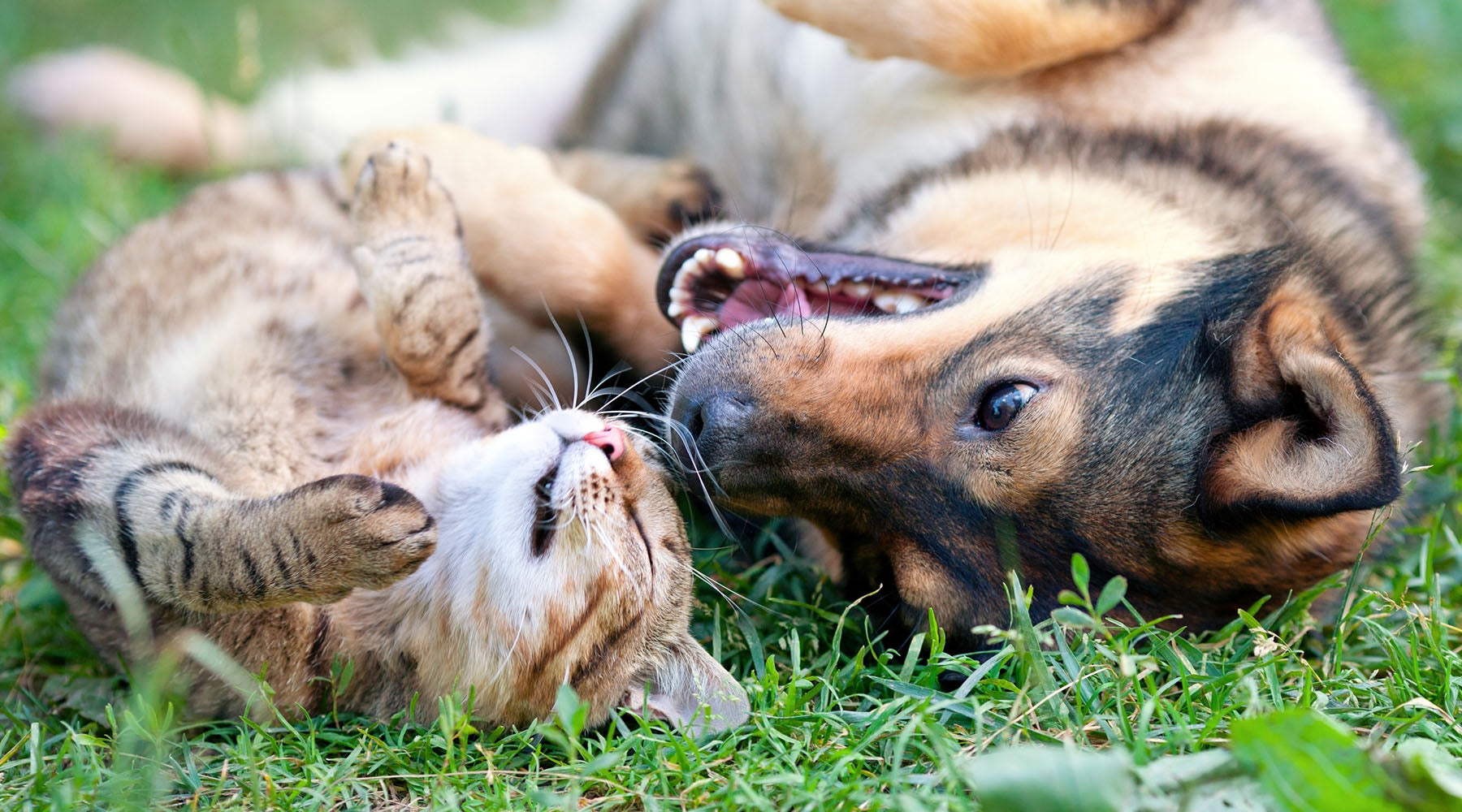 Young cat and dog lying on their backs in the grass and playing with each other