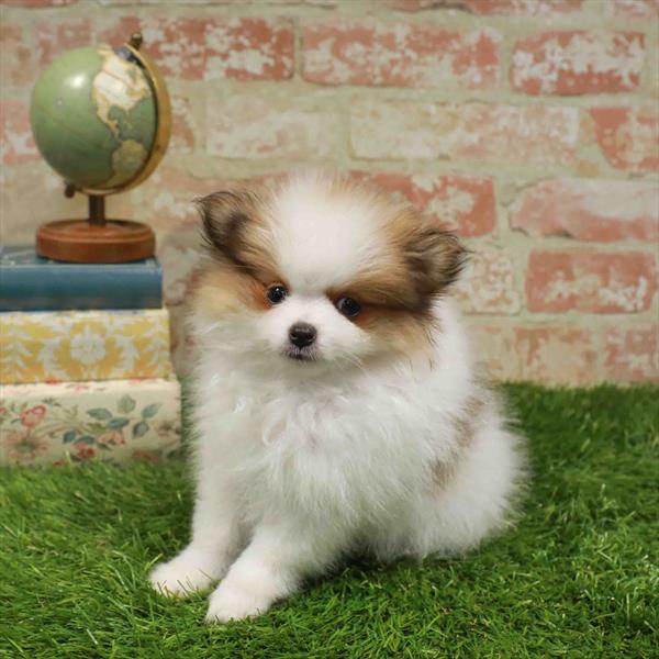 Pomeranian - 9462