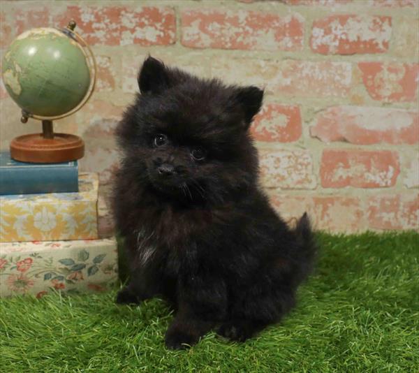 Pomeranian - 9896