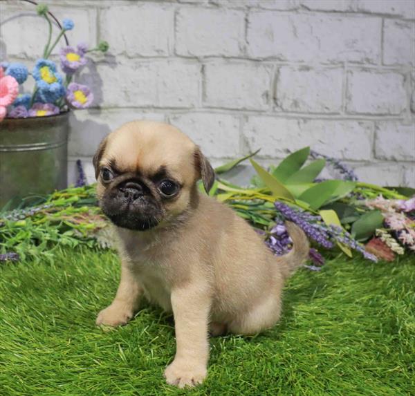 Pug - 5246