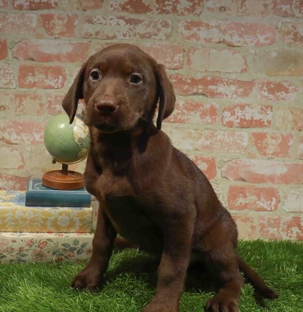 Labrador Retriever - 3141