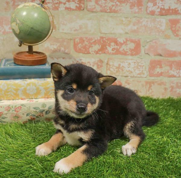 Shiba Inu - 3517