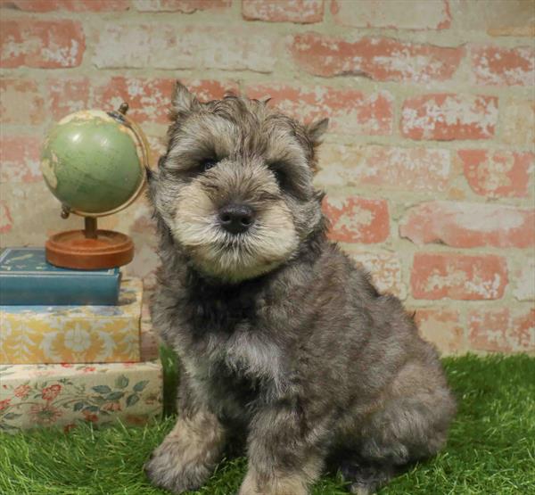Miniature Schnauzer - 5066