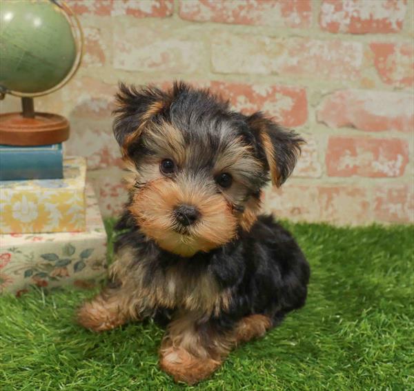 Yorkshire Terrier - 9938