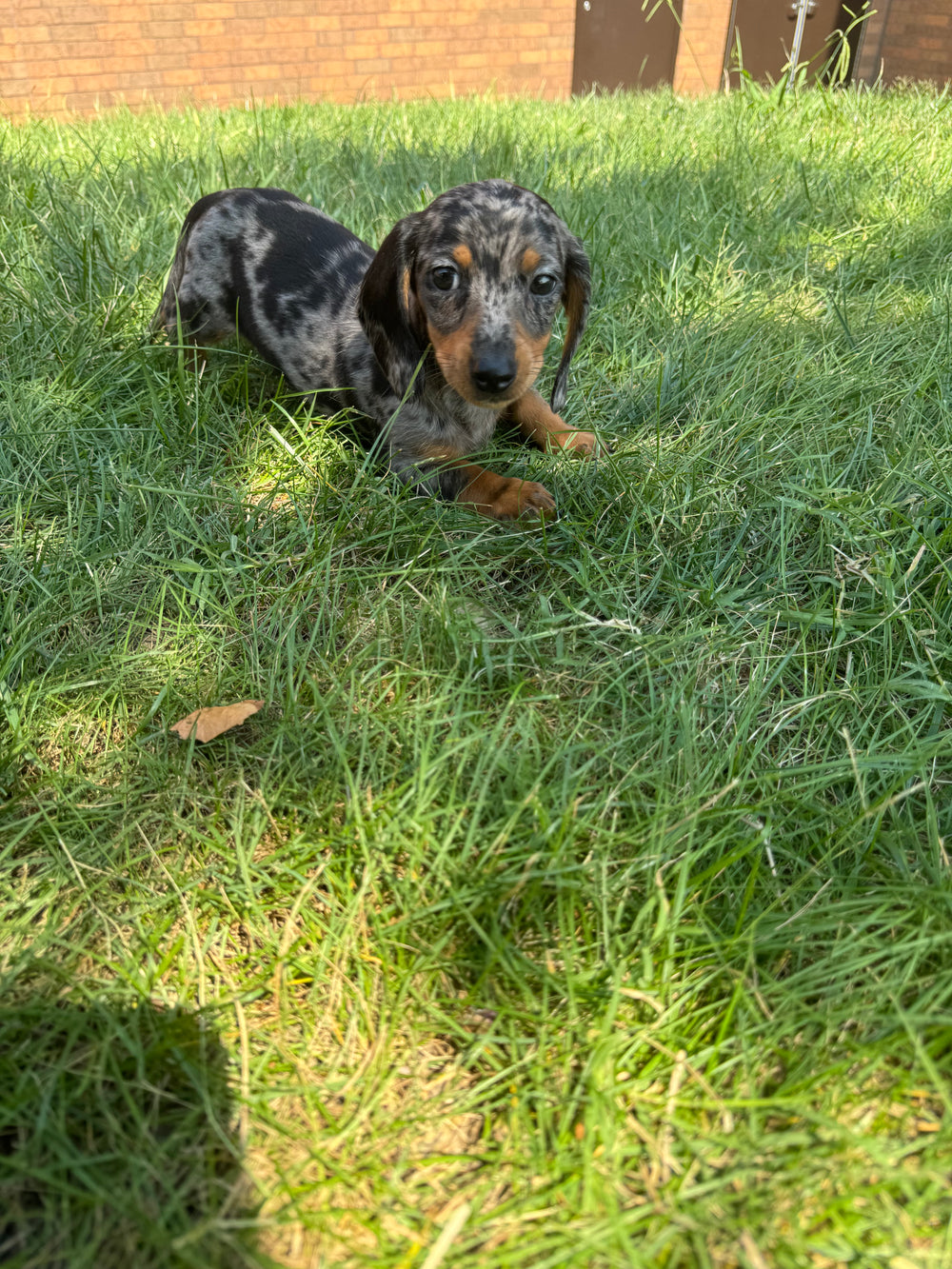 Dachshund - 0884