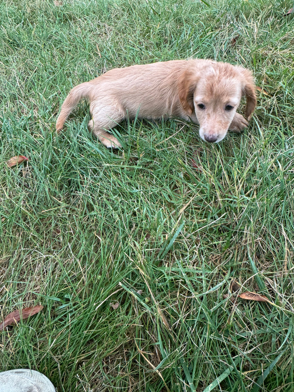 Dachshund - 4697