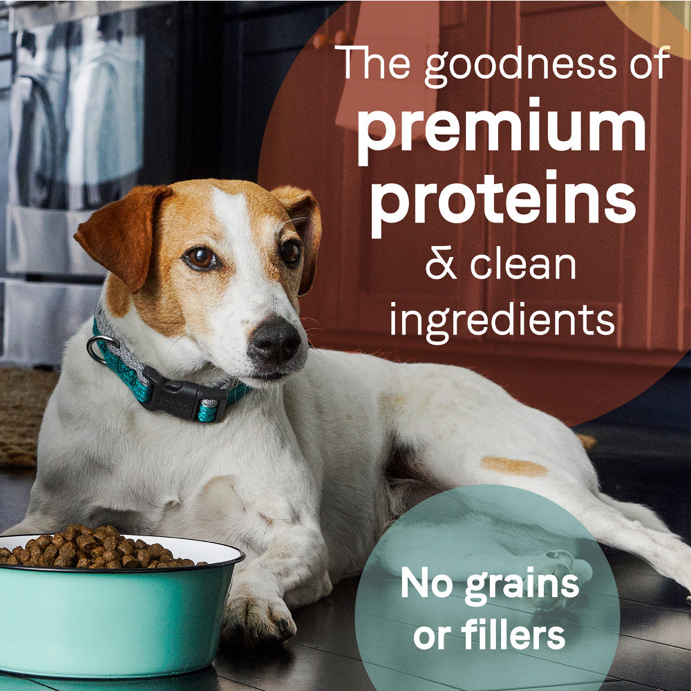 Canidae Grain Free PURE Puppy Chicken, Lentil & Whole Egg Recipe Dry Dog Food