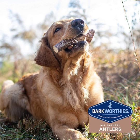 Barkworthies Split Elk Antler Dog Chew for Puppies & Small Breed Dogs