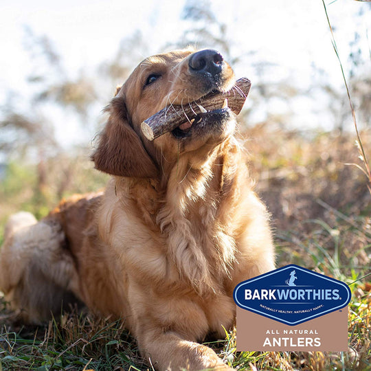 Barkworthies Whole Elk Antler Dog Chew for Small Breed Dogs