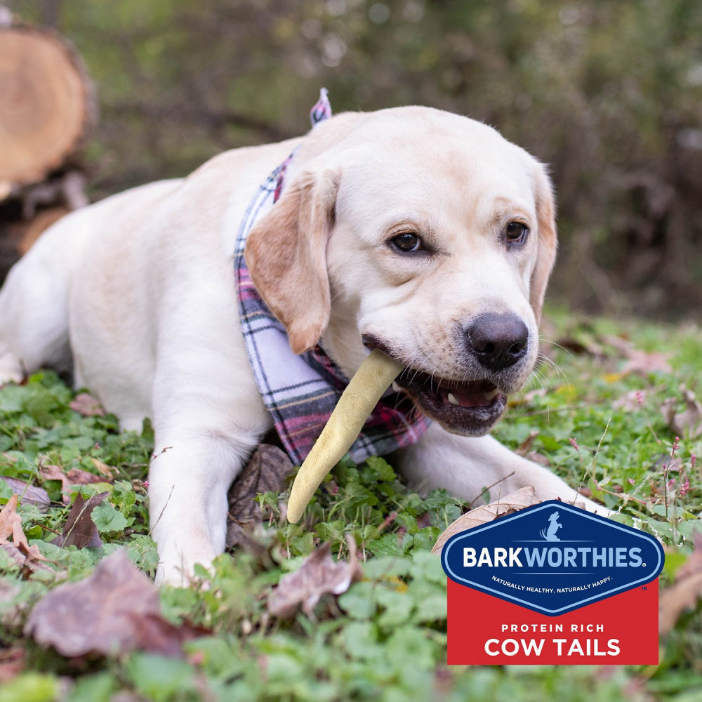 Barkworthies All Natural Mega Cow Tail Dog Chew