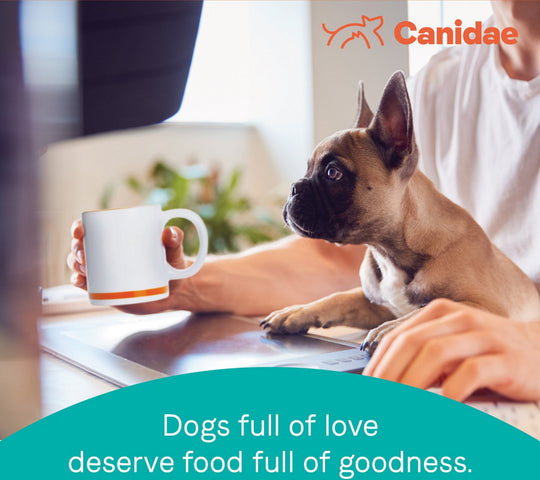 Canidae Pure with Grains Real Salmon & Oatmeal Recipe Puppy Dry Dog Food